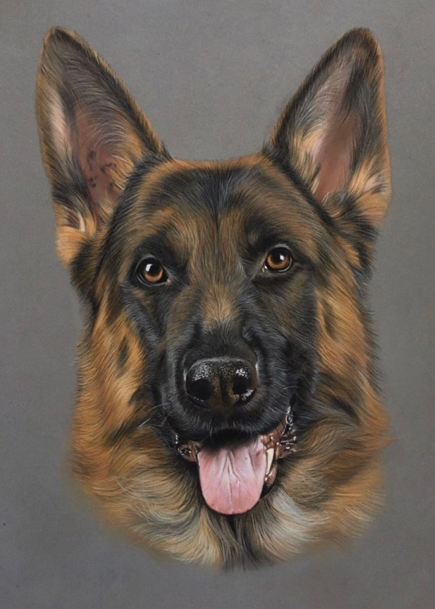 Photorealistic Animal Pastel Drawing By Clare Parkes, 10 X 13, German Shepherd, Original Artwork