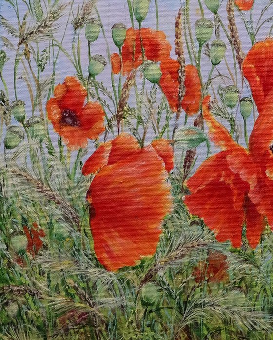 Poppies