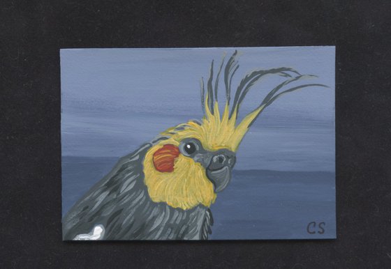 ACEO ATC Original Miniature Painting Cockatiel Parrot Pet Bird Art-Carla Smale