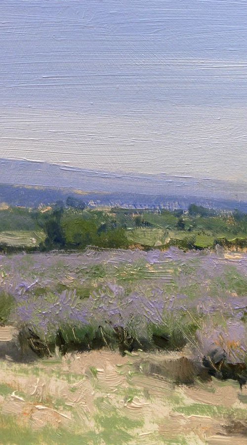 Lavender Field in Drôme Provençale by Pascal Giroud