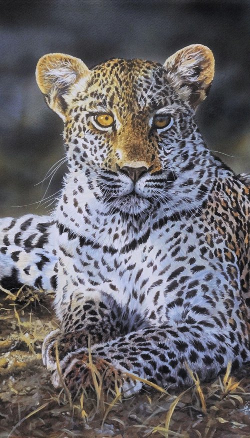 Young Leopard by Julian Wheat