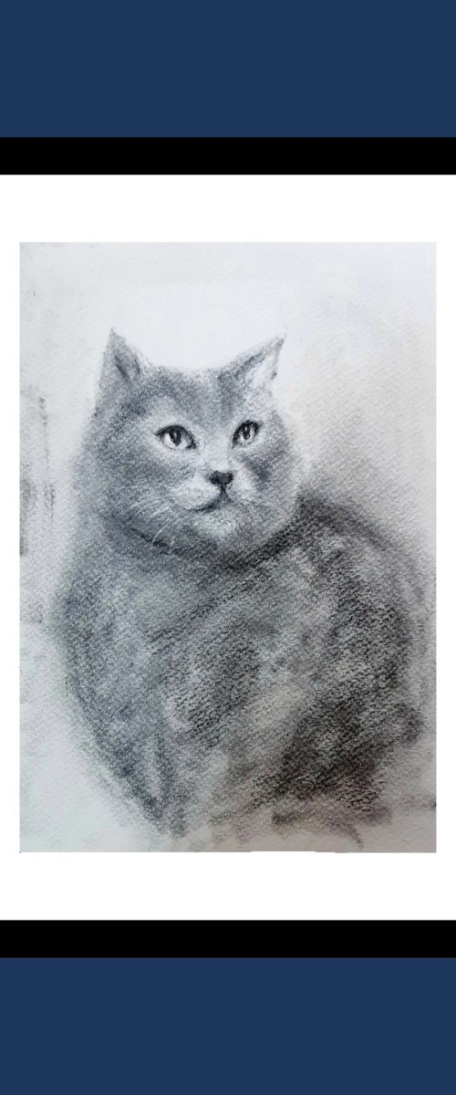 Pet portrait of a grey cat by Asha Shenoy