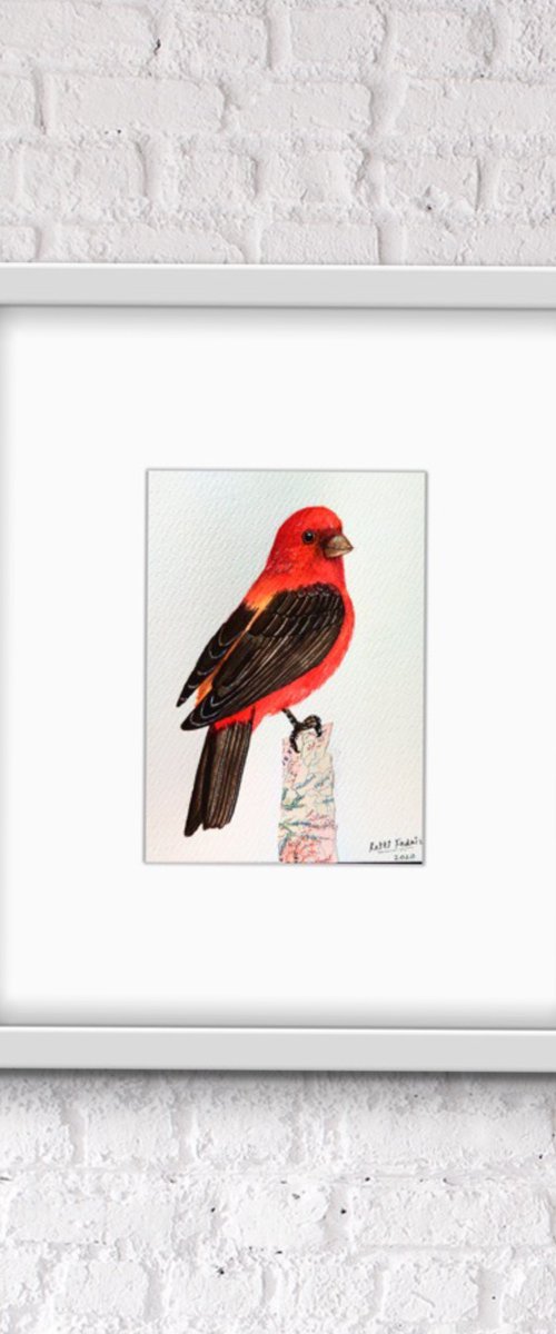 Scarlet Tanager by Ketki Fadnis