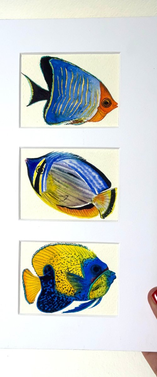 Three Exotic blue-yellow fish by Yuliia Sharapova