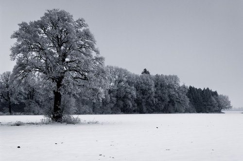 Dark Frosted Trees by Tom Hanslien