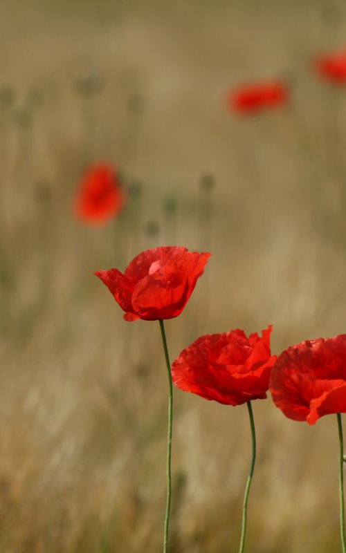 Poppies in a row by Sonja  Čvorović