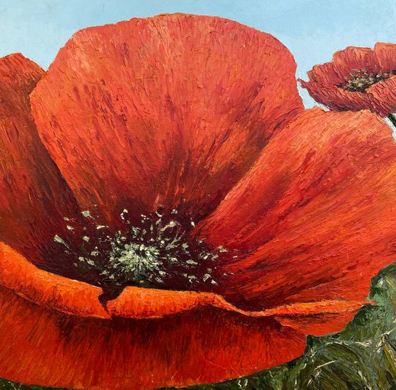 Poppies