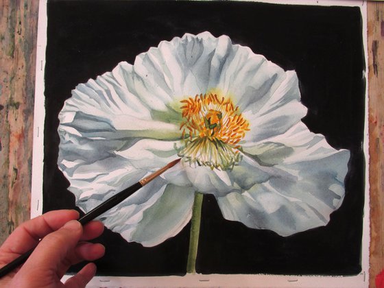 White poppy for peace