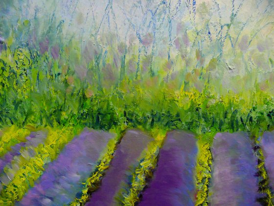 Lavender Fields