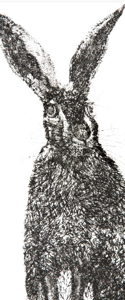 Lepus Europaeus by Julie Dyer