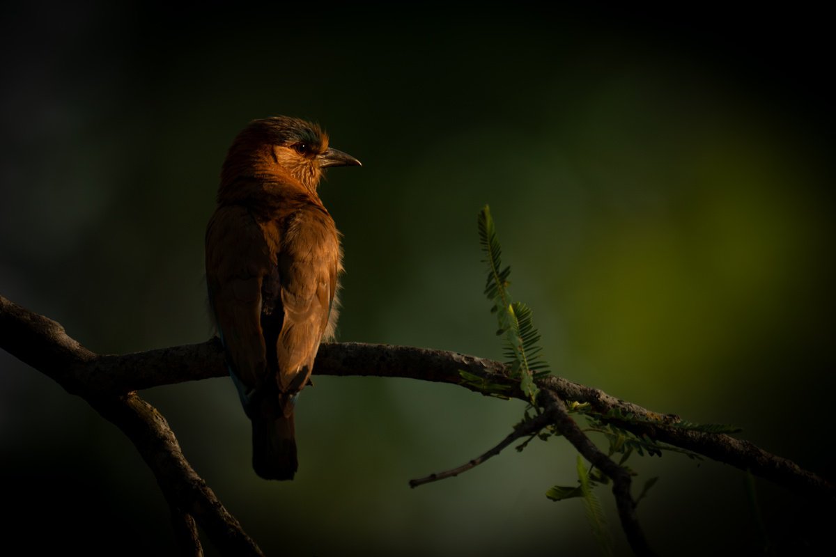 A Watchful Eye by Nick Dale