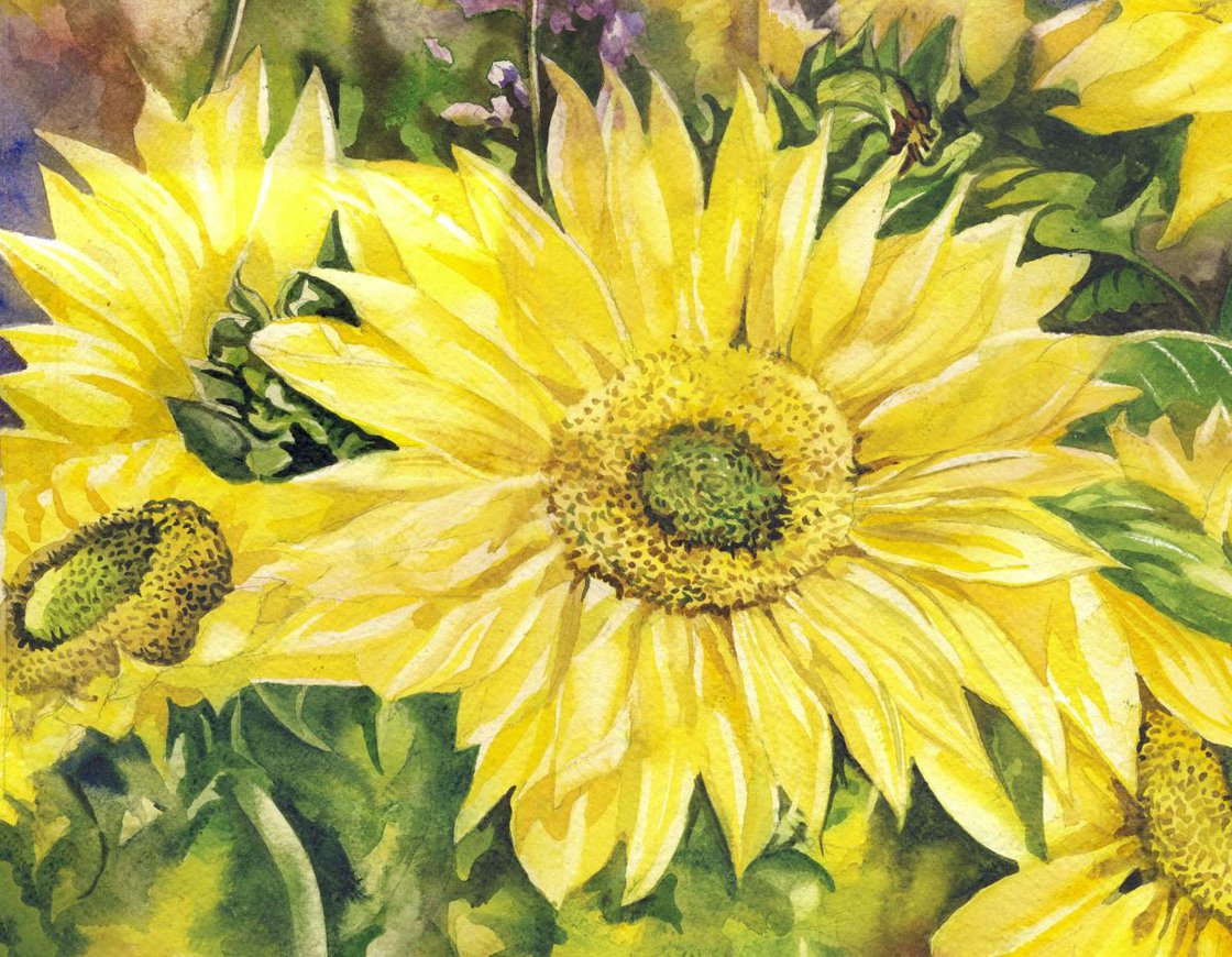 Sunflowers with lavender Watercolour by Alfred Ng Artfinder
