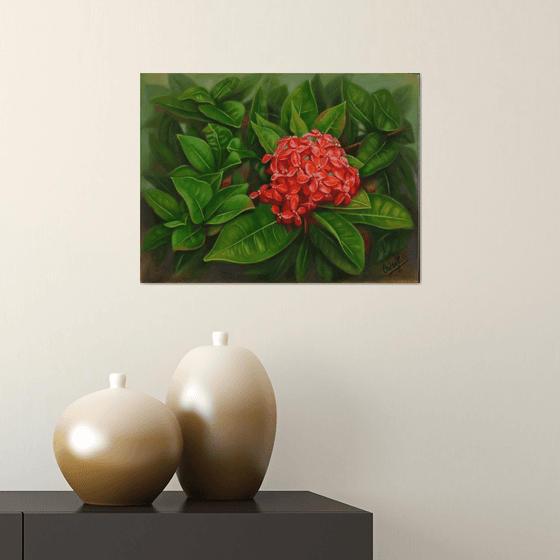 Ixora