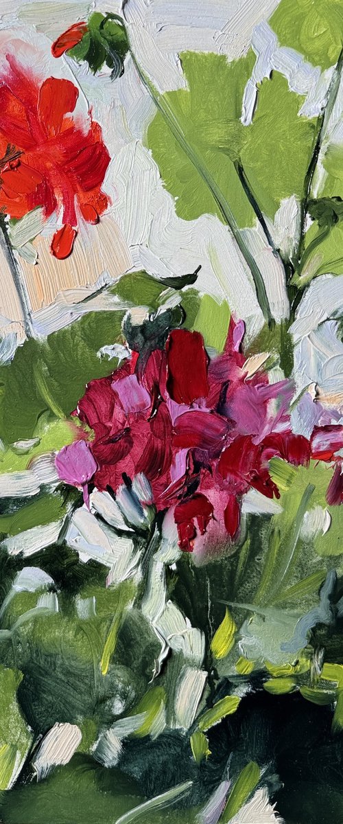 Blooming geraniums by Olena Hromova