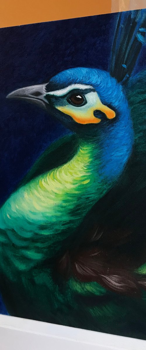 Peacock by Kakajan Charyyev