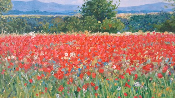 Field of poppies in Provence