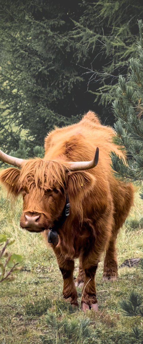 SCOTTISH COW by Fabio Accorrà