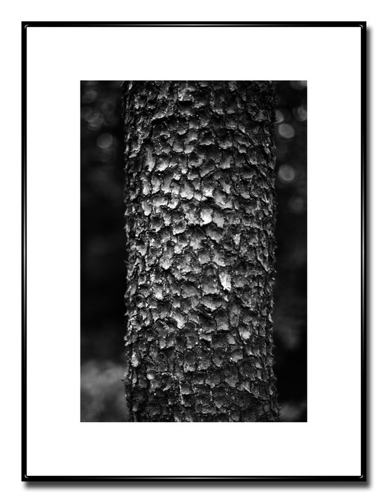 Bark - Unmounted