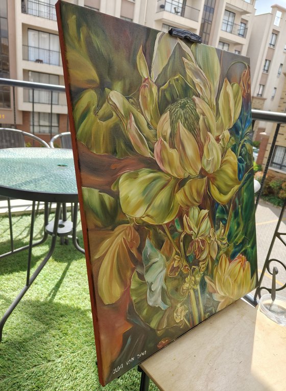 African protea