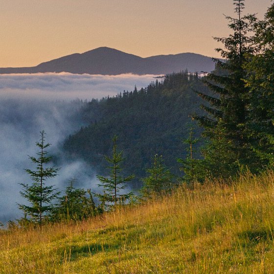 Morning on the meadow.