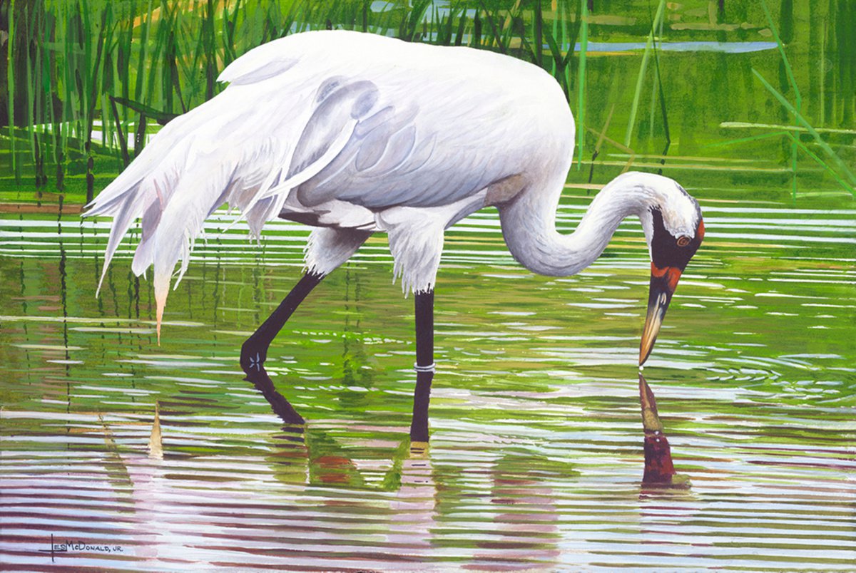 Wading Whooper by Leslie McDonald, Jr.