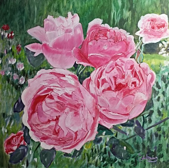 Pink roses