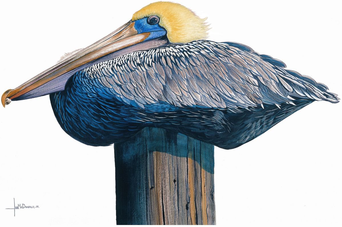 Pelican Perch by Leslie McDonald, Jr.