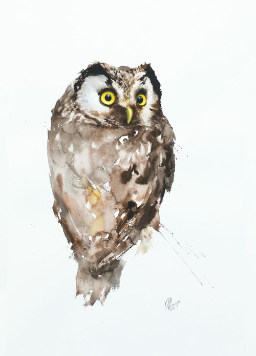 Boreal Owl (Aegolius funereus) by Andrzej Rabiega