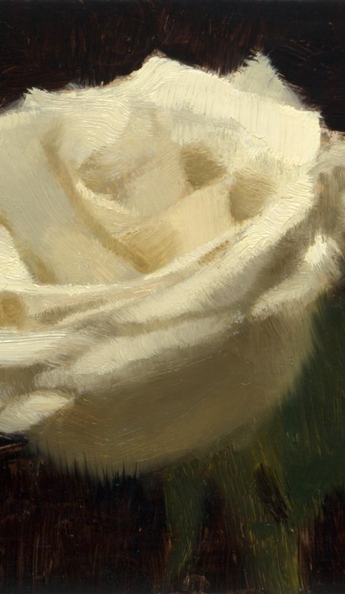White rose by Daniel Thoms