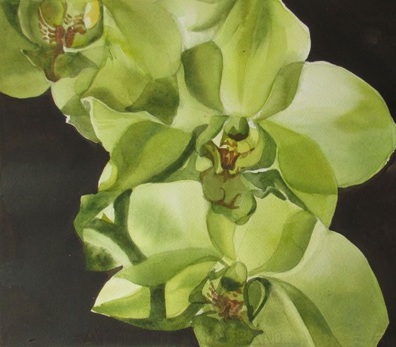 spring green orchid