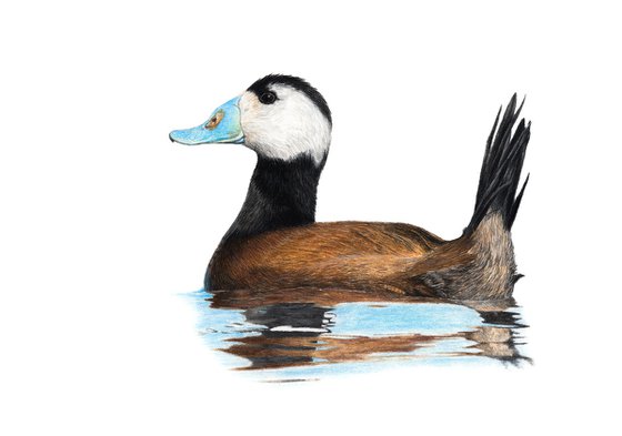 White-headed duck