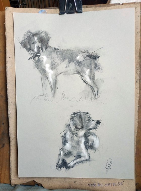 Brittany Spaniel study