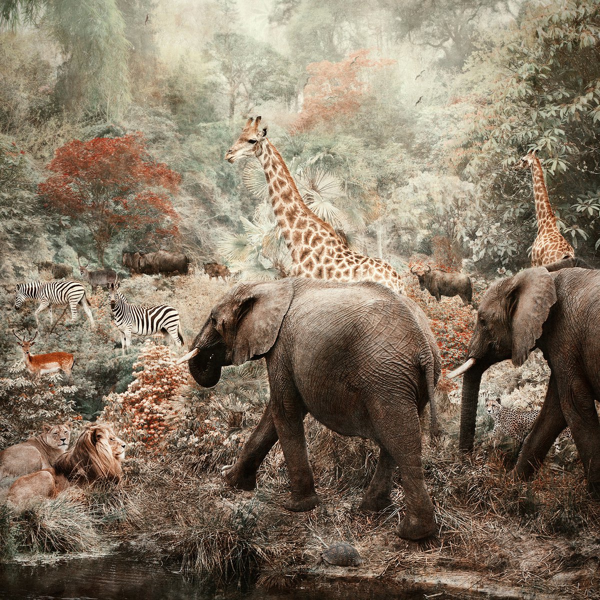 Surrealistic Animal Photograph By Nadia Attura, 20 X 20", The Water Hole, Original Artwork