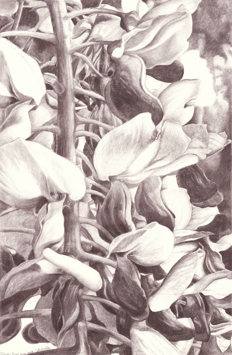 Photorealistic Botanical Charcoal Drawing By Nives Palmic, 18 X 27", Wisteria, Original Artwork
