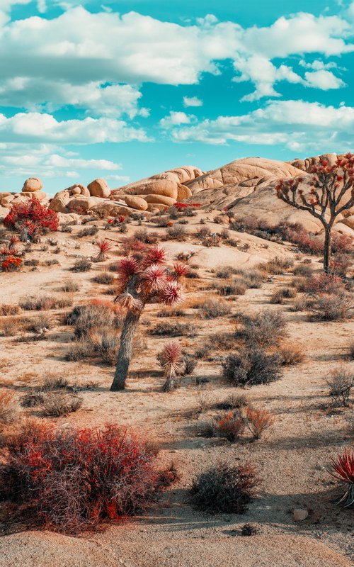 Joshua Tree I by Harv Greenberg