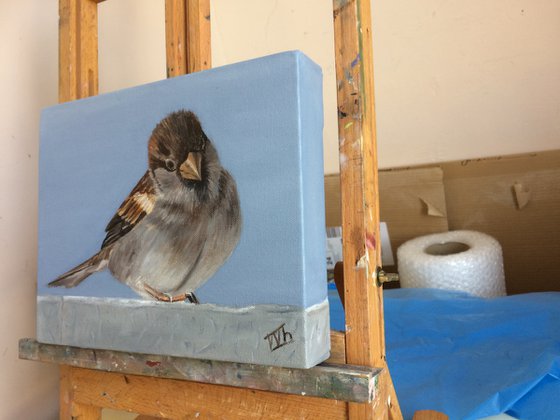 Curious Sparrow