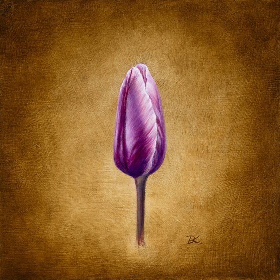 Purple tulip