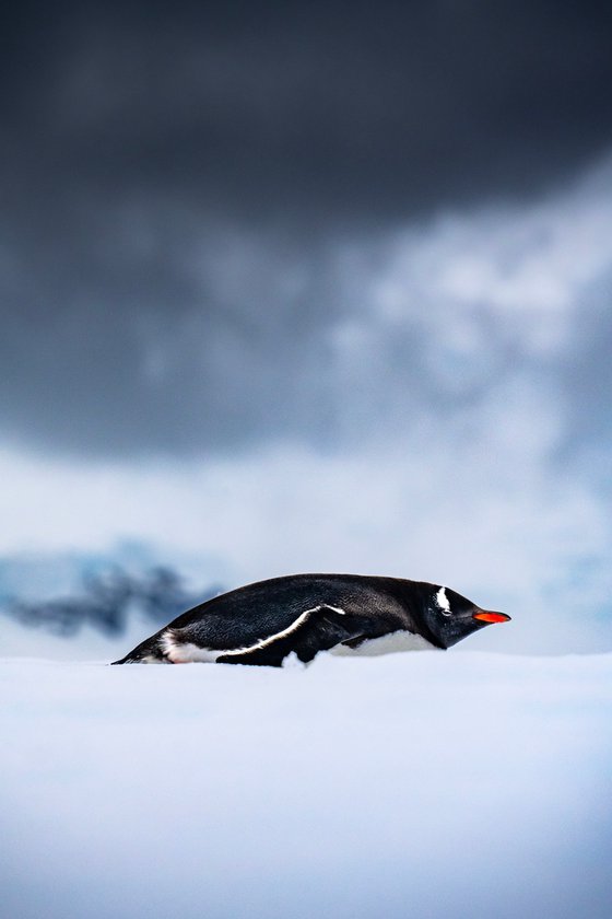 Gentoo Penguin in Blue