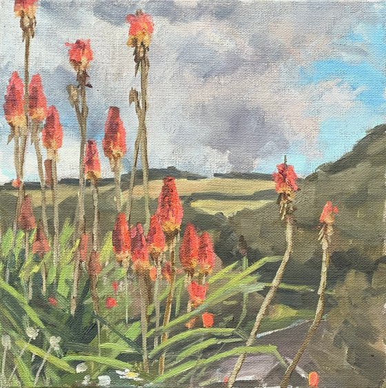 Cornish red hot pokers