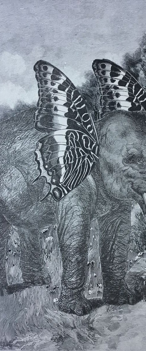 Elephant Ears by Tudor Evans