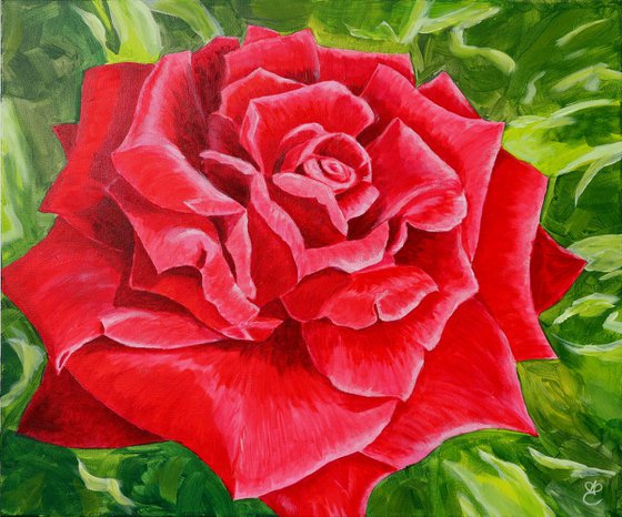 Red rose - the emblem of love, 60*50