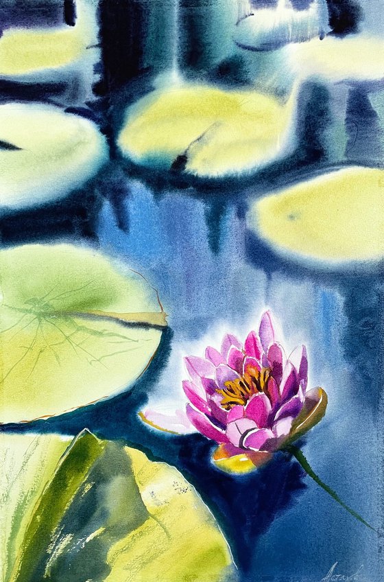 Water lily from Monrepos