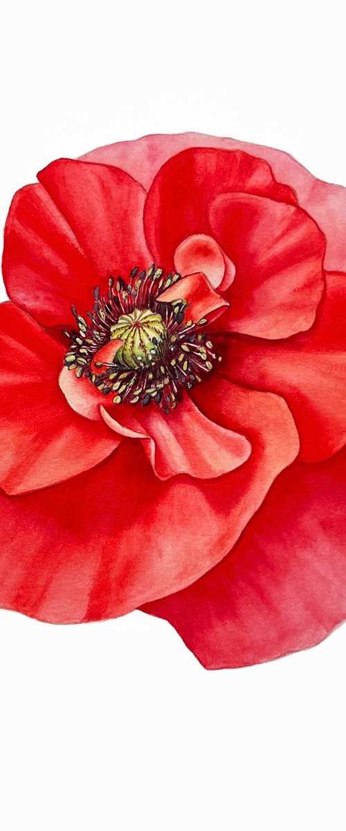 Red poppy. Original watercolour artwork. by Nataliia Kupchyk