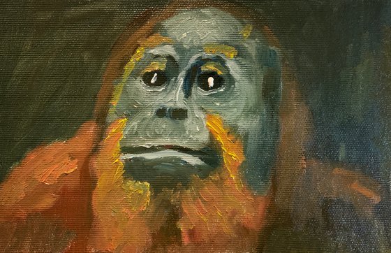 Orangutan