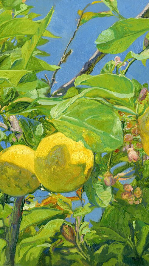 Lemons by Simon Kozhin