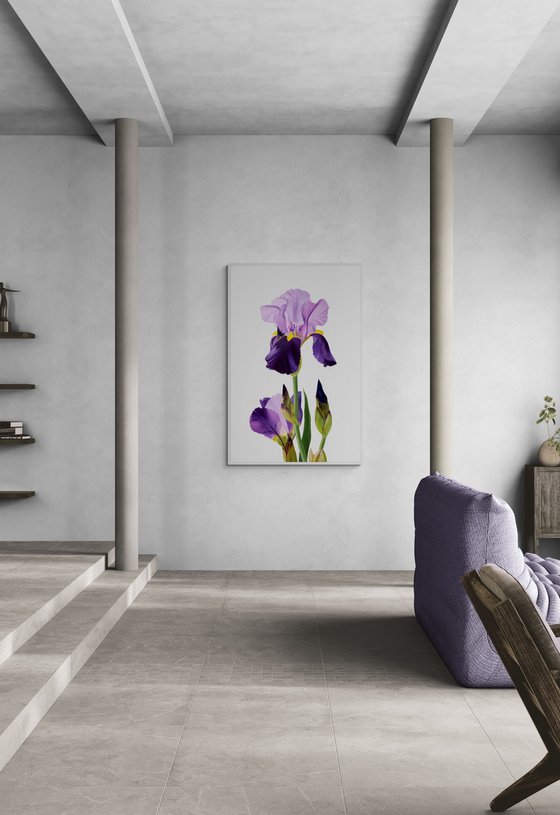 Iris flower spring, garden, botanical