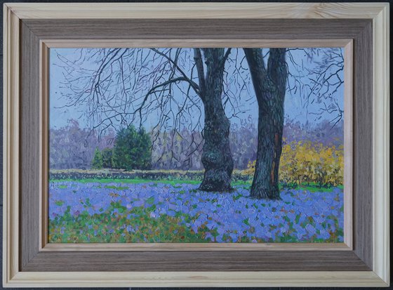 Blue primroses