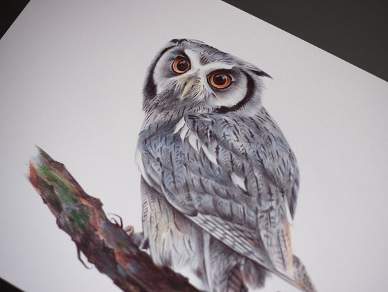 Eurasian Scops Owl - Bird Portrait