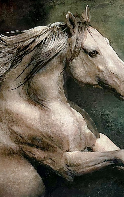 Wild Horse by Paul Hardern
