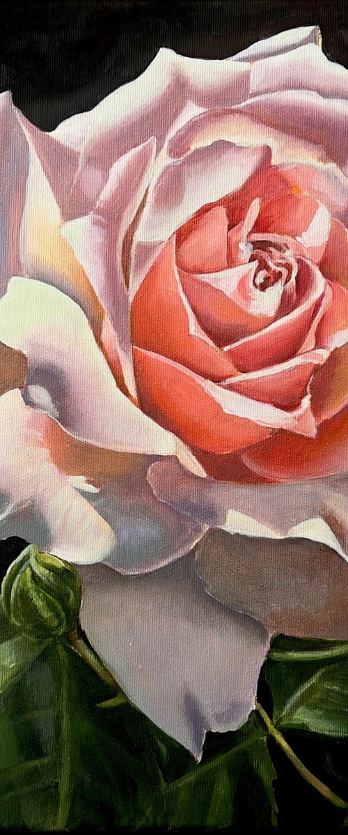Rose in the Shadows by Karina Kopteva
